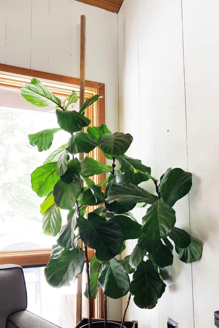 Fiddle Leaf Fig