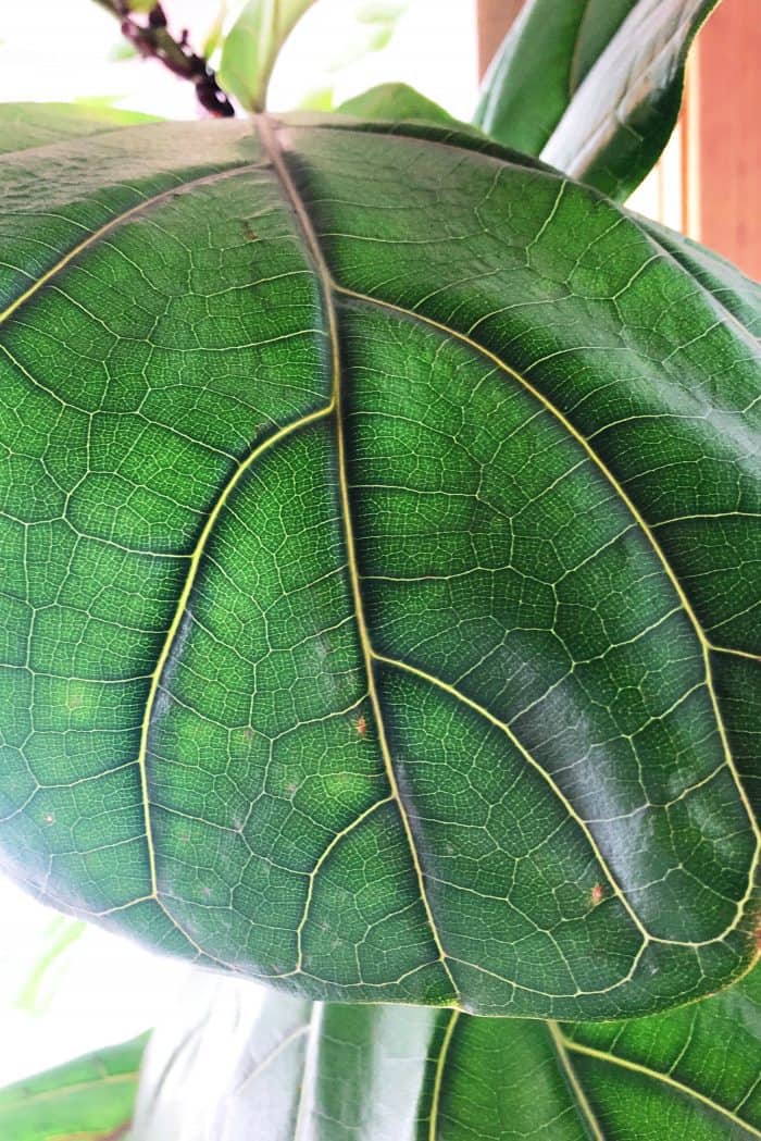 Fiddle Leaf Fig Leaf