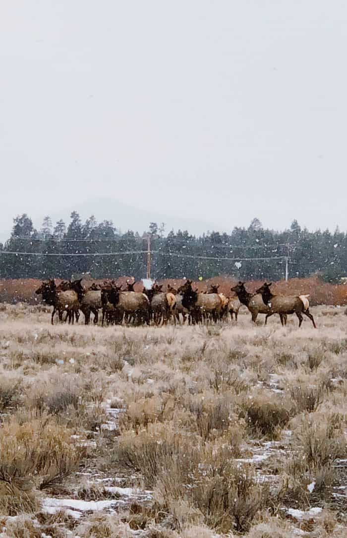 Elk in Sunriver, Oregon