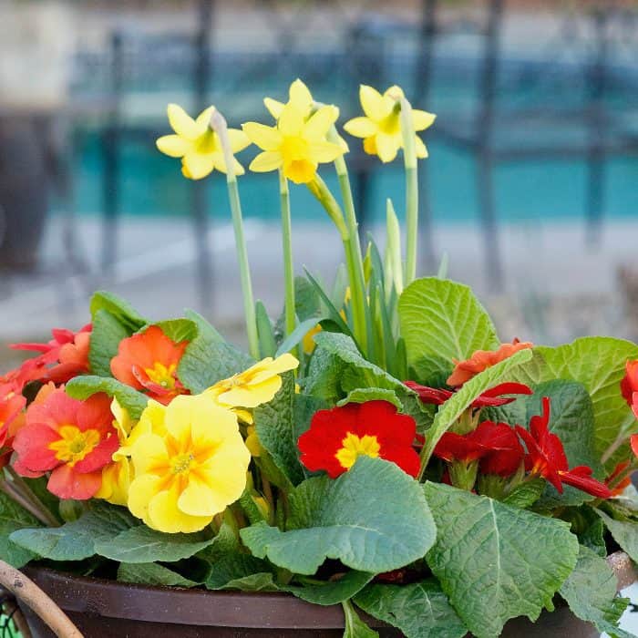 Spring Flowers in March