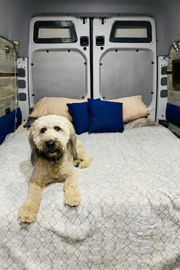 Alder the Whoodle on sprinter van bed