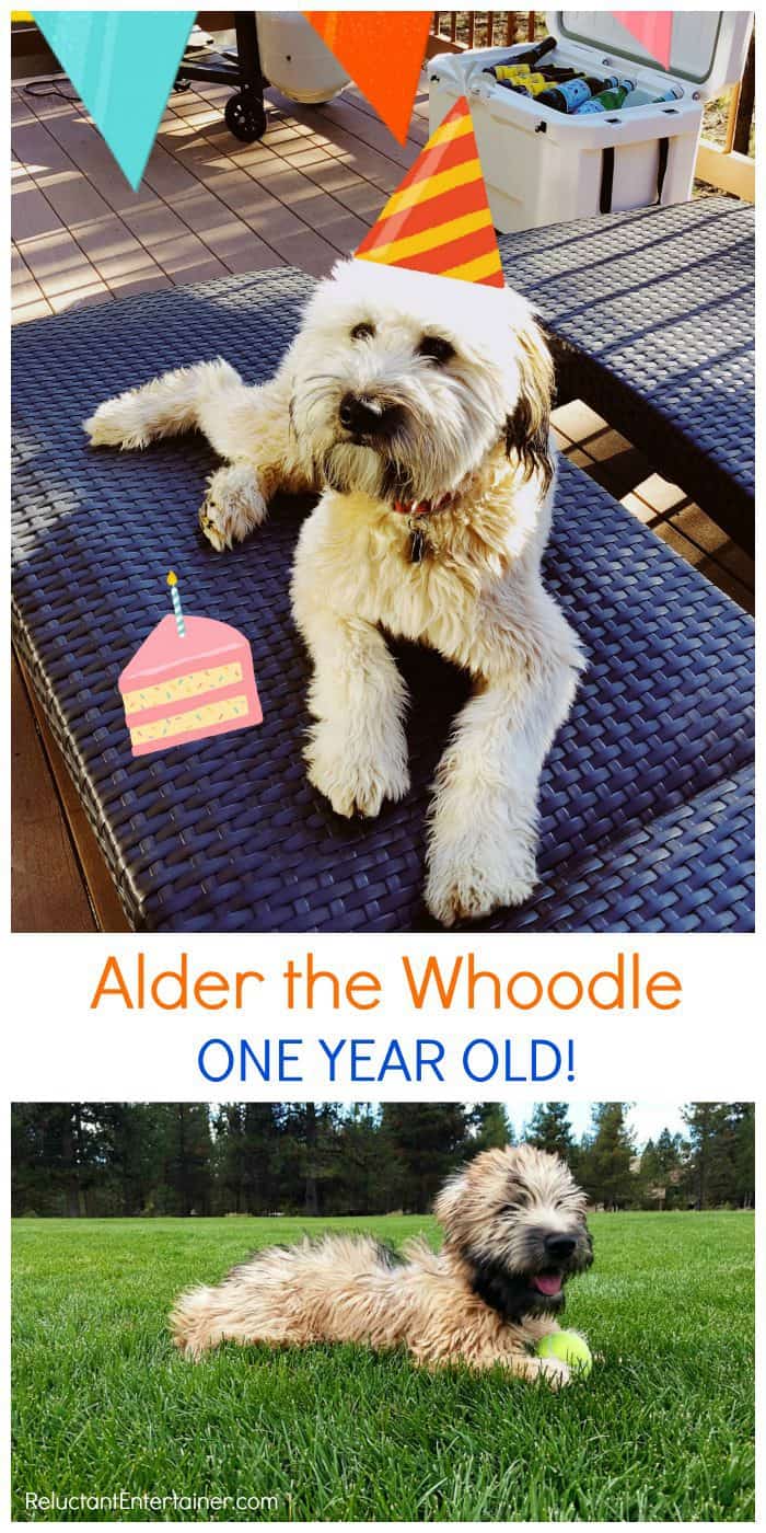 Alder the Whoodle: One year old!!