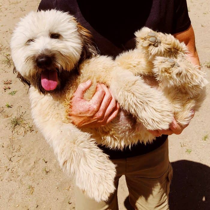 FLUFFY Alder the Whoodle: One year old!