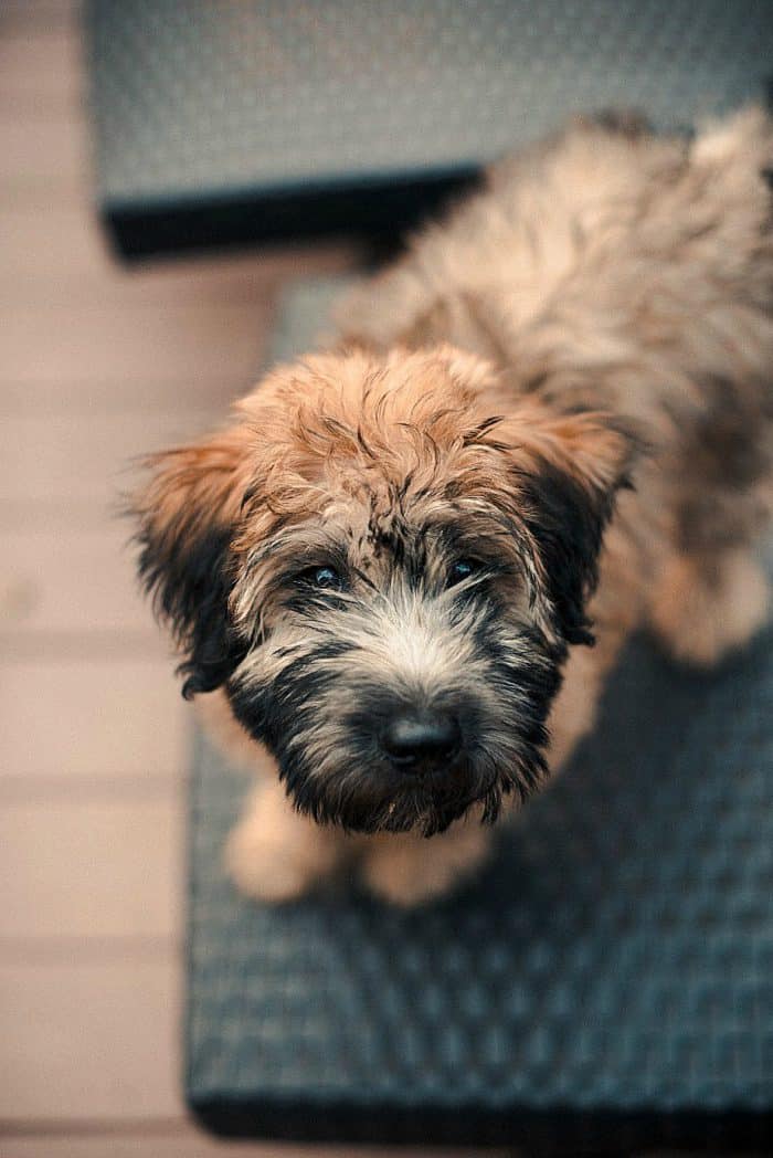 Whoodle puppy