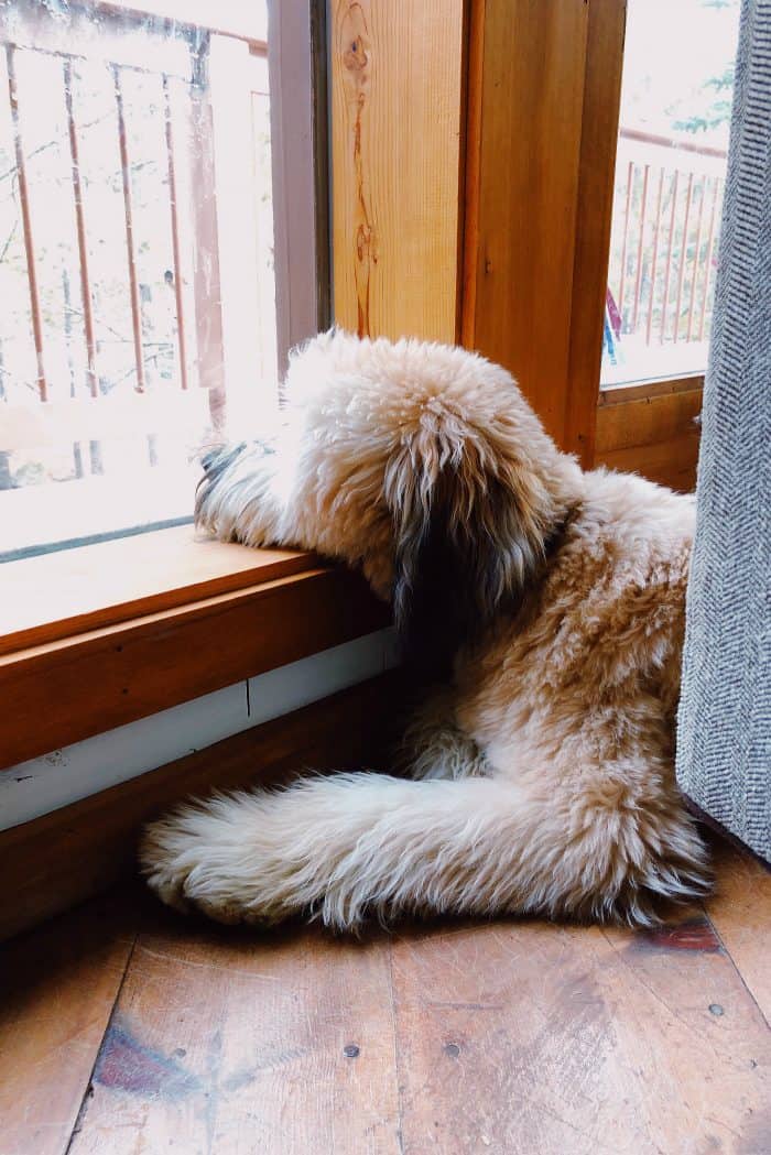 Alder the Whoodle PUPPY: One year old! 