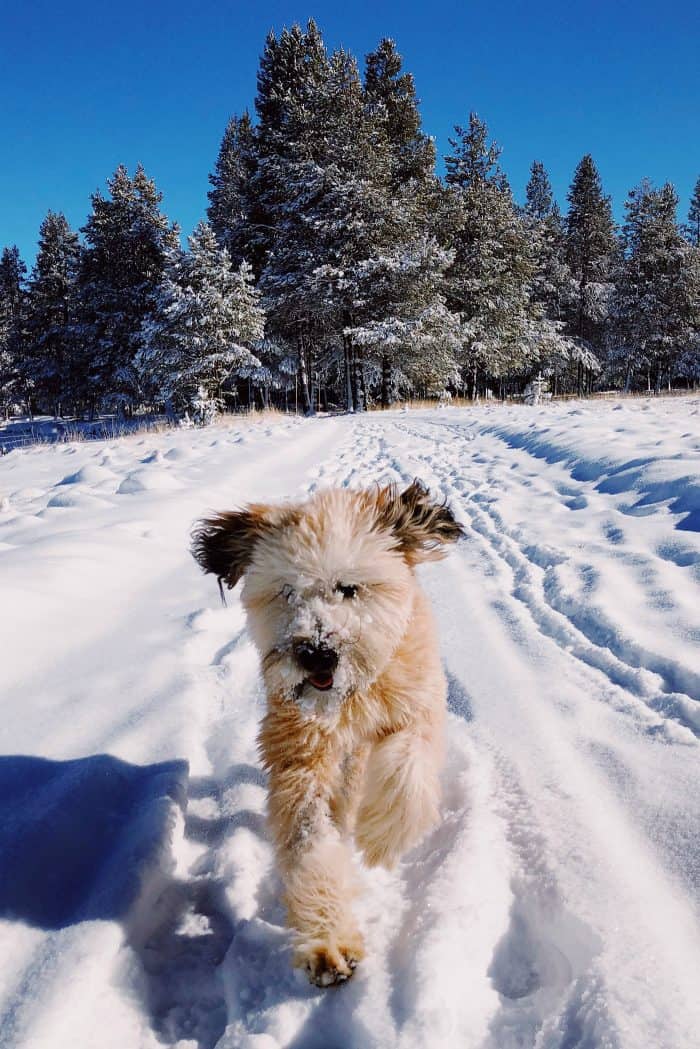 Whoodle puppy: snow