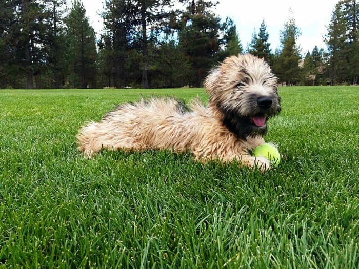 Alder the Whoodle: BALL IS LIFE