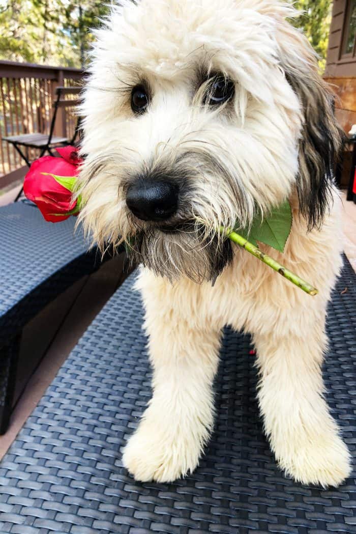 Alder the Whoodle Valentine's Day