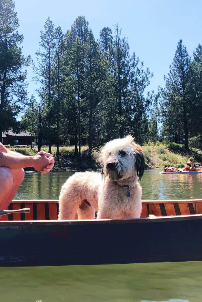 Alder the Whoodle: Deschutes River