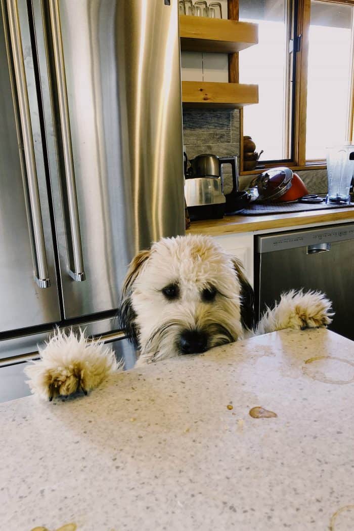 Whoodle puppy: kitchen counter