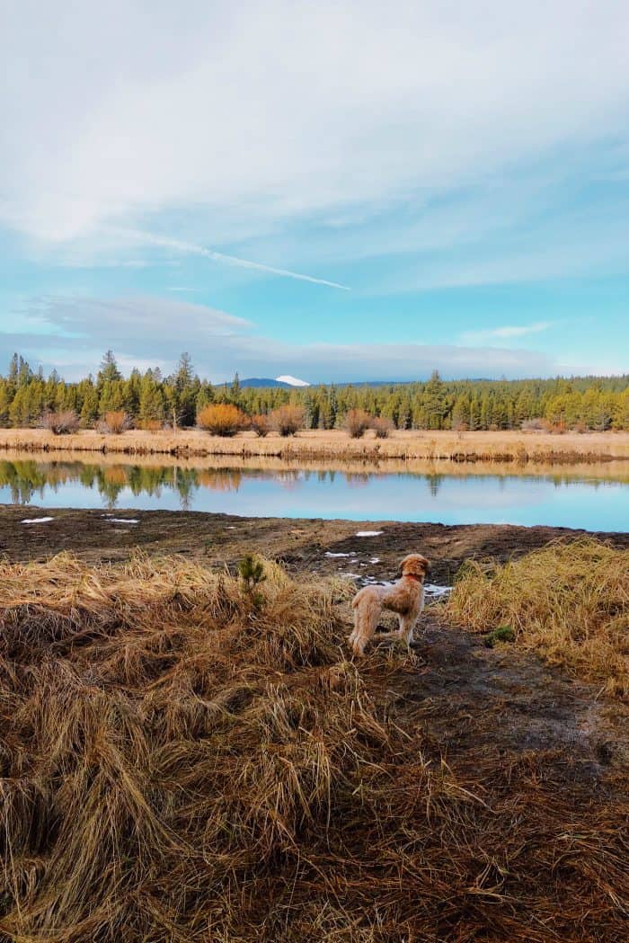 Alder the Whoodle: One year old - Mt. Bachelor