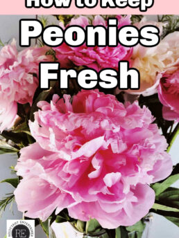 How to Keep Peonies Fresh for entertaining