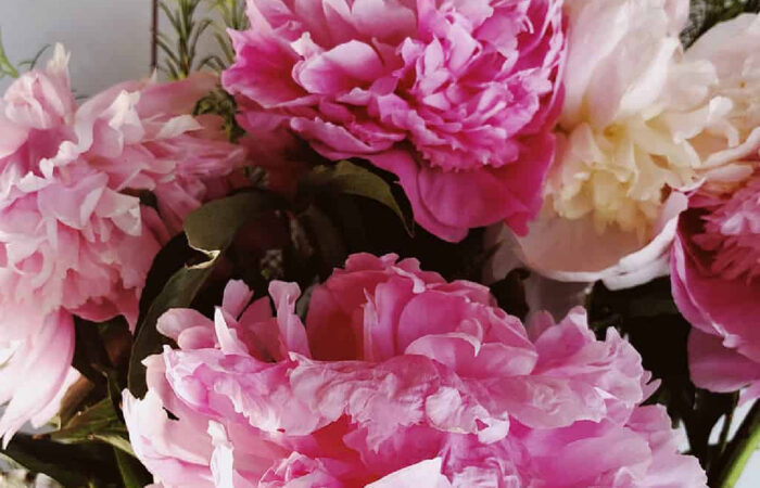 How to Keep Peonies Fresh