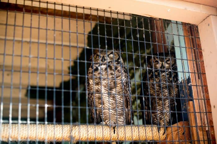 Dawn Wildlife Morning at Sunriver Nature Center - owls