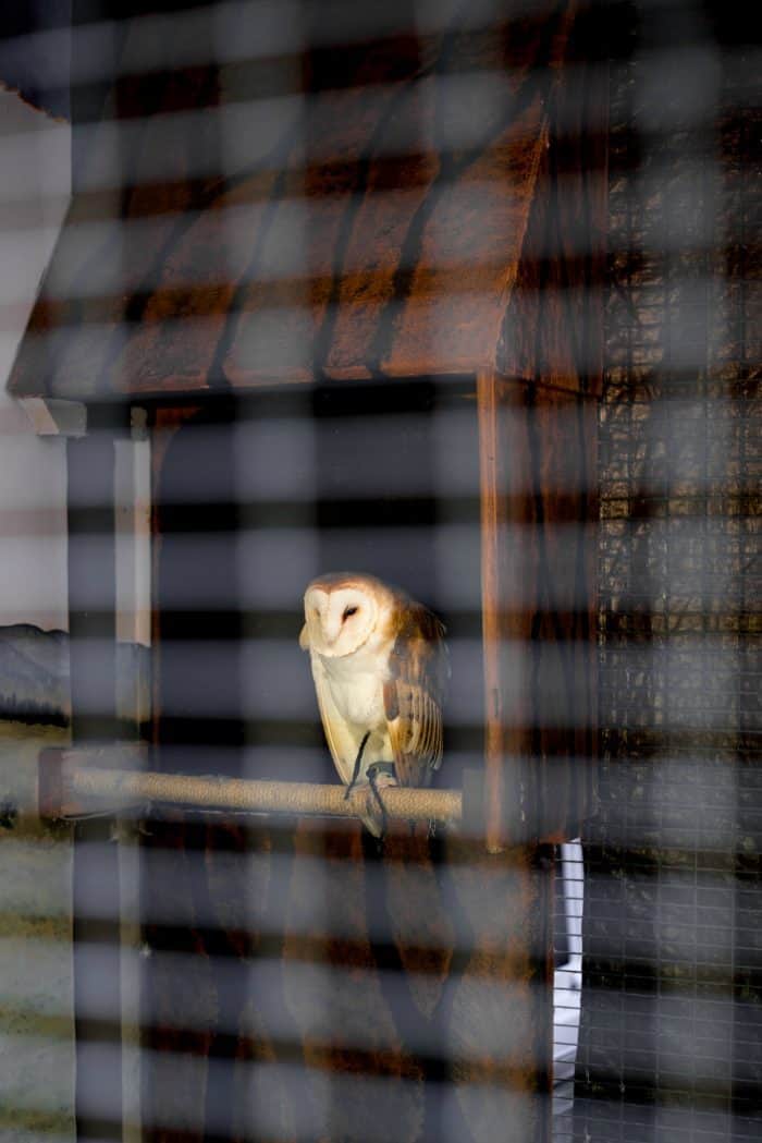 Dawn Wildlife Morning at Sunriver Nature Center - barn owl