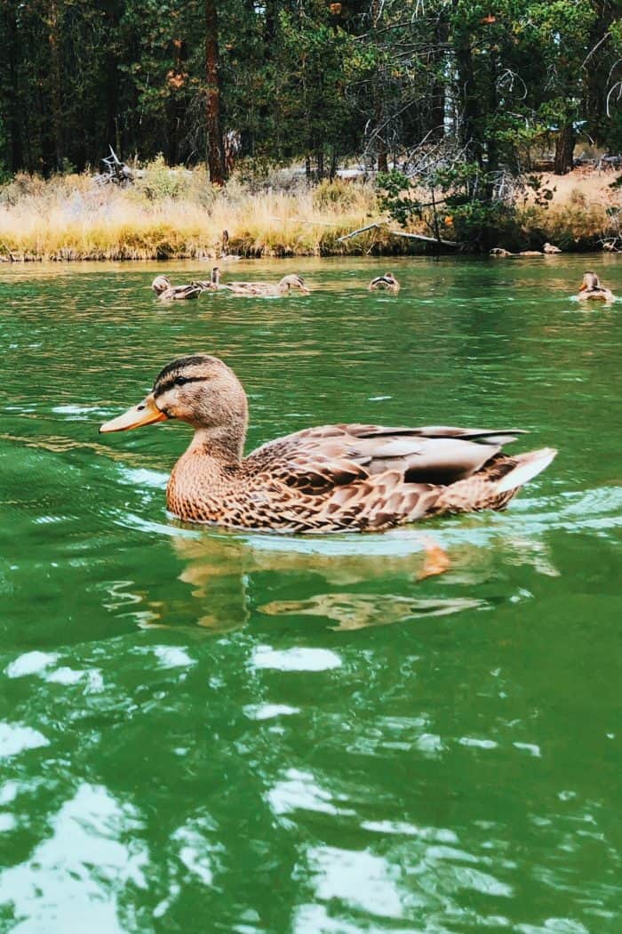 Deschutes River duck