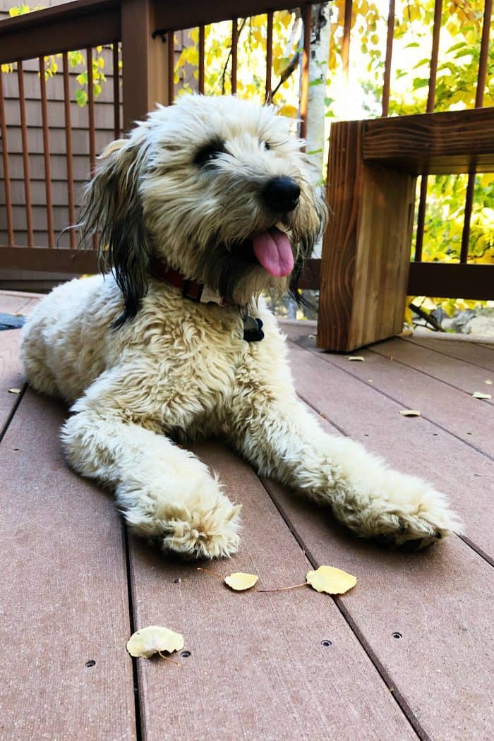 whoodle puppy laying down on deck
