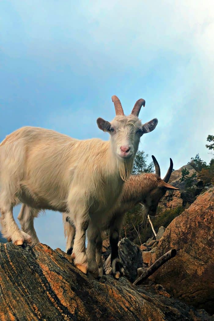 Homelands Viking Cruise Excursions Norway - billy goat