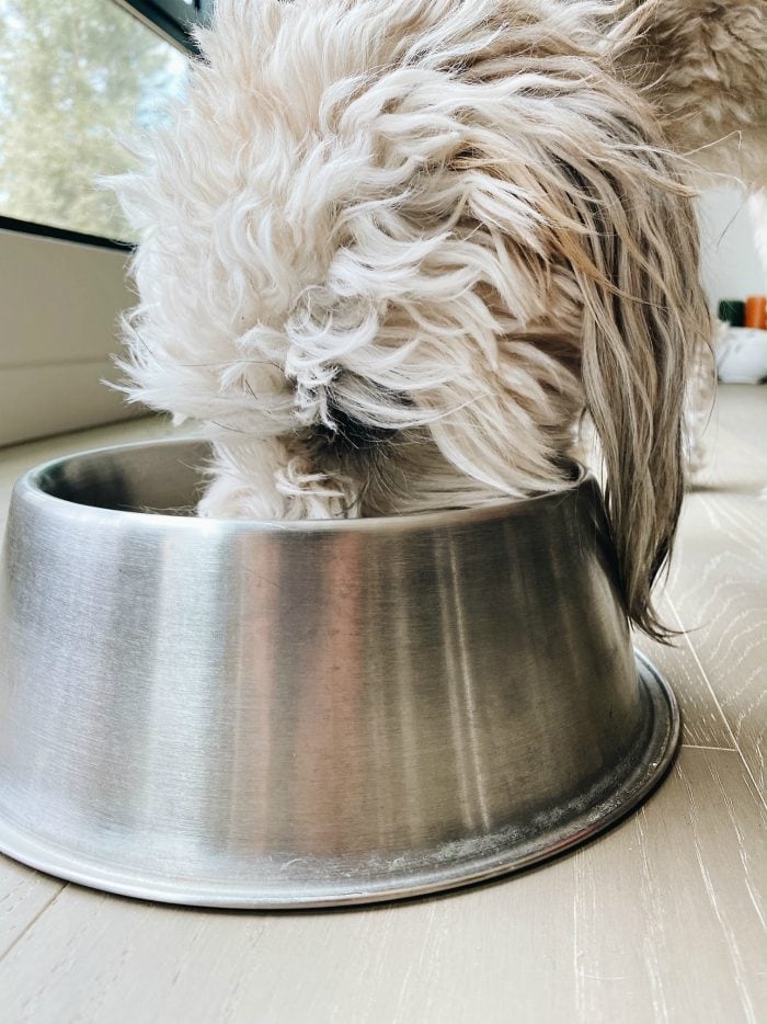 whoodle dog eating dog food out of a stainless steel bowl