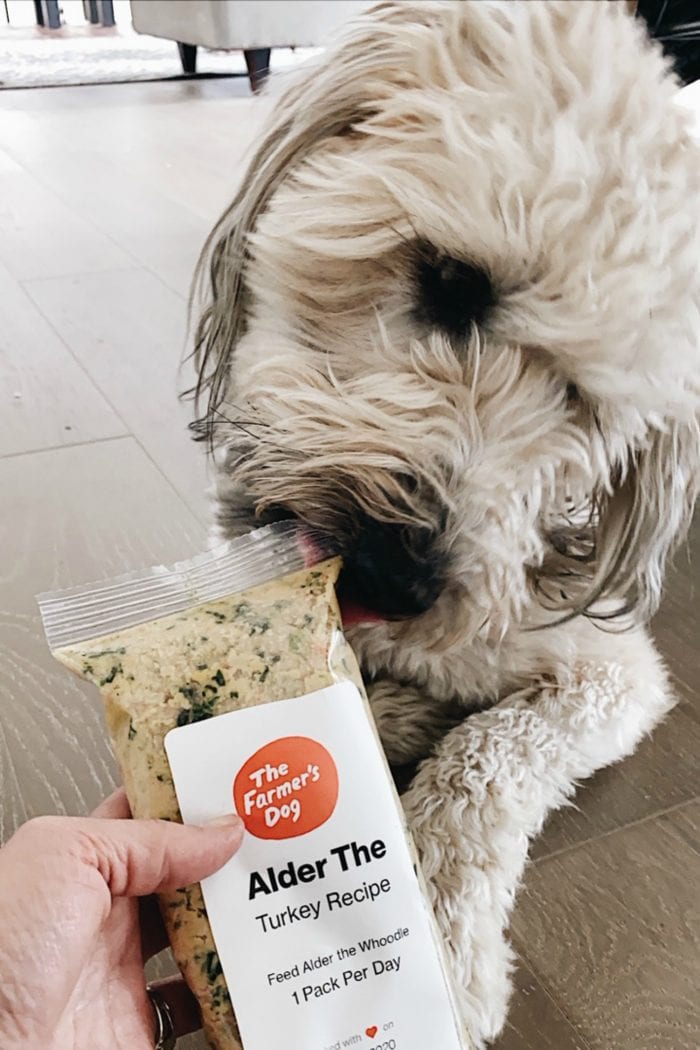 whoodle puppy holding the corner of a small bag of dog food in his mouth