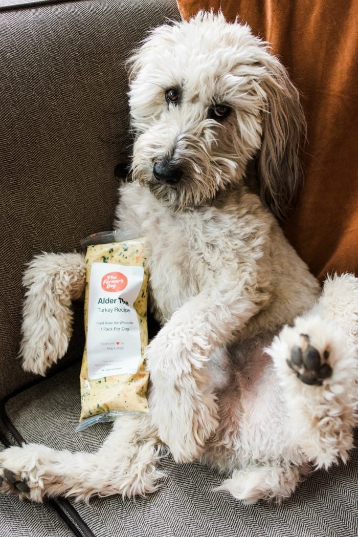 whoodle puppy sitting upright holding a bag of sealed dog food