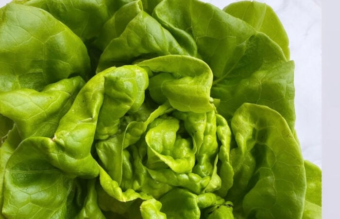 head of butter leaf lettuce