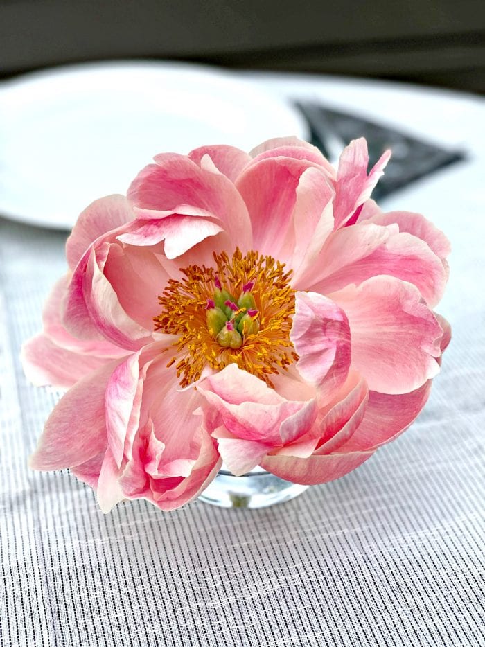 one baby pink peony in a vase