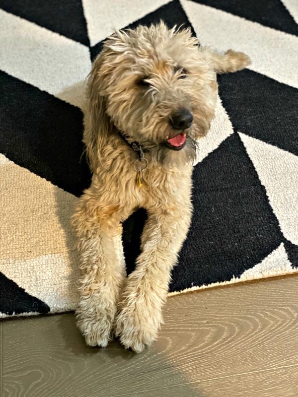 whoodle dog sitting on a black white tile rug