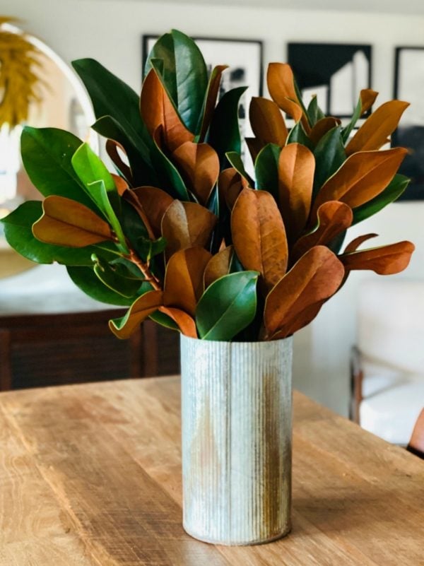 magnolia leaves in a vase
