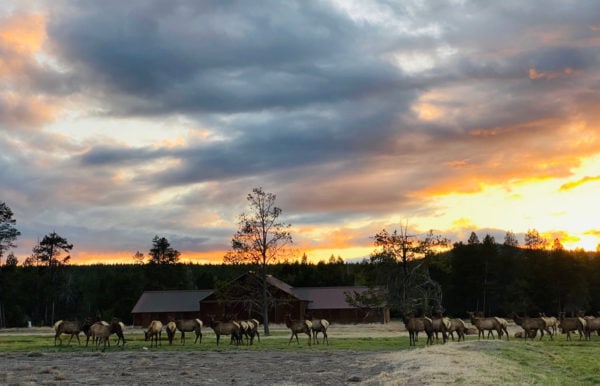 elk herd in sunriver, OR