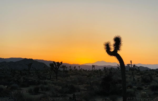 joshua tree national park