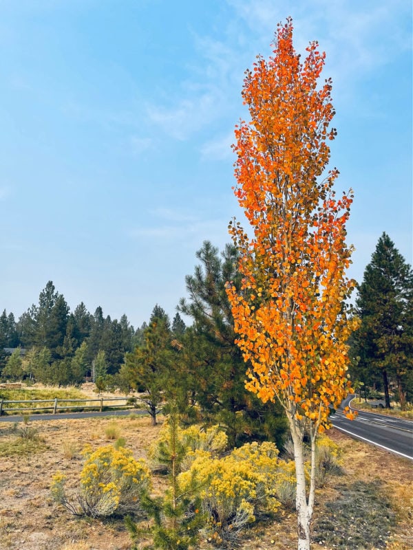 fall tree