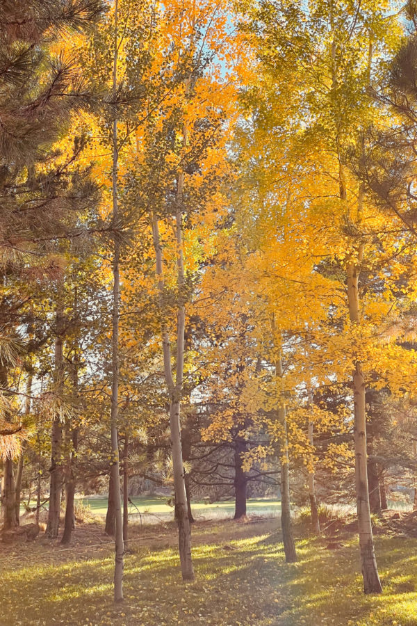 aspen trees in fall