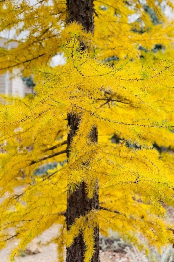 fall tree yellow branches