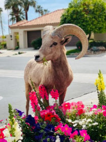 big horn sheep