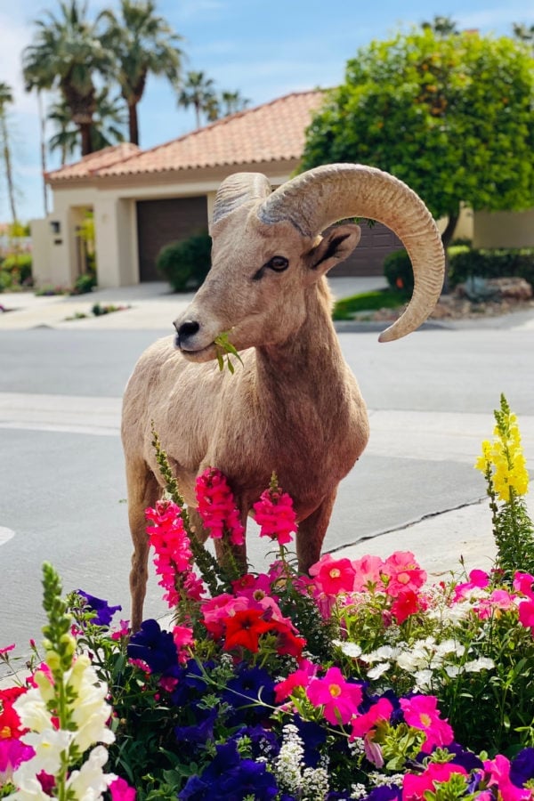 big horn sheep