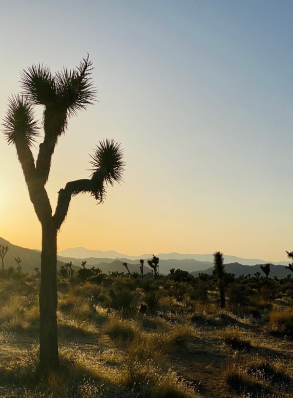 joshua tree view