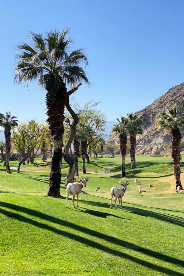 hills pga west