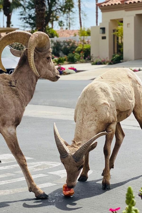 big horn sheep eating grapefruit