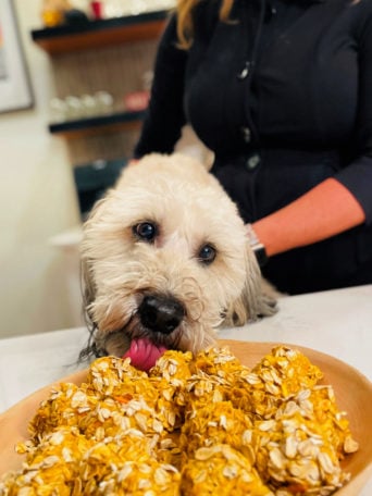a dog taking a bite of homemade dog treat