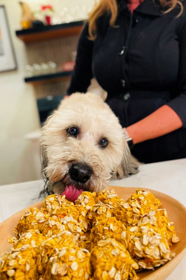 a dog taking a bite of homemade dog treat