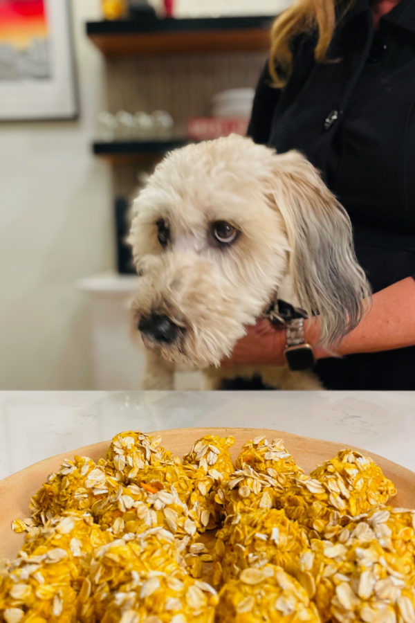 whoodle dog with no bake cookies (for dogs)