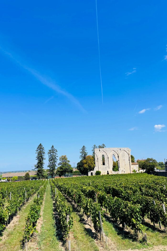vineyard in St. Emillion